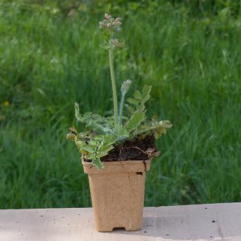 Preview: Chelidonium majus - Schöllkraut