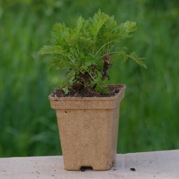 Chrysanthemum parthenium - Mutterkraut