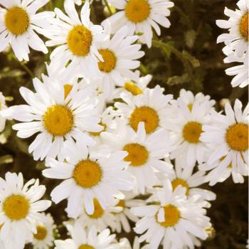 Chrysanthemum corymbosum - Straußblüt. Margerite