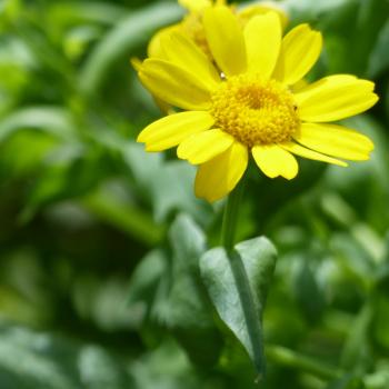 Chrysanthemum segetum - Saatwucherblume