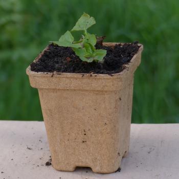 Preview: Cicerbita alpina - Alpen-Milchlattich