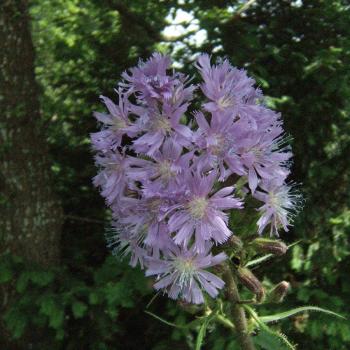 Cicerbita alpina - Alpen-Milchlattich