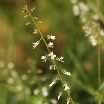 Circaea lutetiana - Hexenkraut