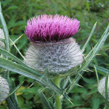 Cirsium eriophorum - Wollköpf. Kratzdistel