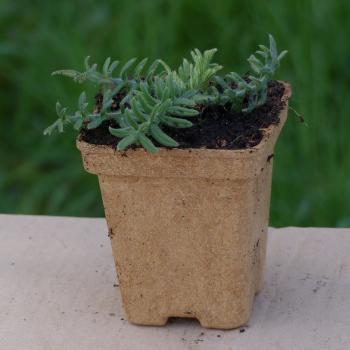 Preview: Cirsium eriophorum - Wollköpf. Kratzdistel