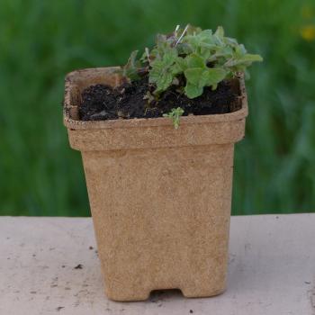 Preview: Clinopodium vulgare - Wirbeldost