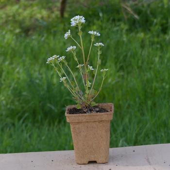 Preview: Cochlearia officinalis - Löffelkraut