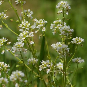 Cochlearia officinalis - Löffelkraut