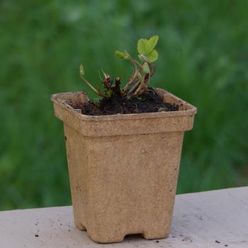 Preview: Comarum palustre - Sumpfblutauge