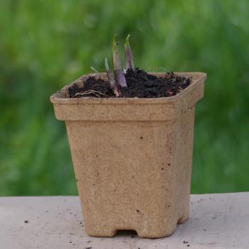 Convallaria majalis - Maiglöckchen