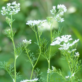 Coriandrum sativum - Koriander