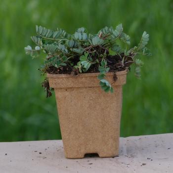 Preview: Coronilla varia - Kronwicke