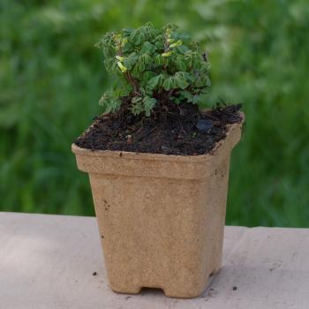 Preview: Corydalis lutea - Gelber Lerchensporn