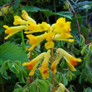 Corydalis lutea - Gelber Lerchensporn