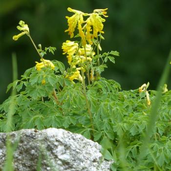 Preview: Corydalis lutea - Gelber Lerchensporn