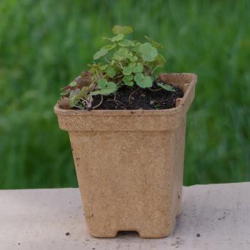 Preview: Cymbalaria muralis - Mauerblümchen