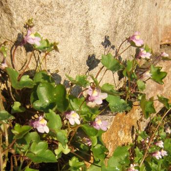 Cymbalaria muralis - Mauerblümchen