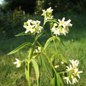Cynanchum vincetoxicum - Schwalbenwurz