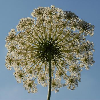 Daucus carota - Wilde Möhre
