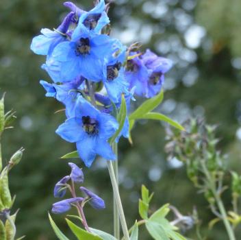 Delphinium elatum - Gartenrittersporn