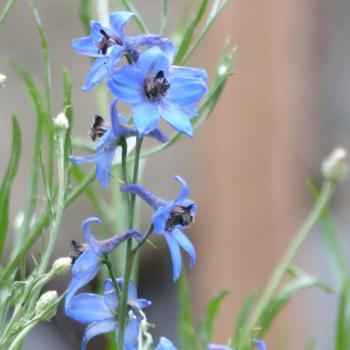 Preview: Delphinium elatum - Gartenrittersporn