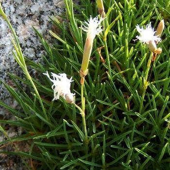 Dianthus arenarius - Sandnelke