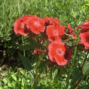 Dianthus barbata - Bartnelke