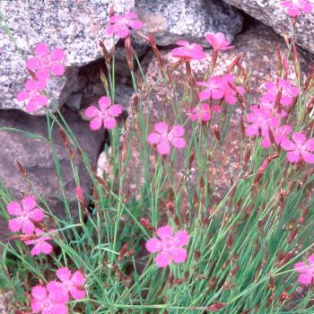 Dianthus deltoides - Heidenelke