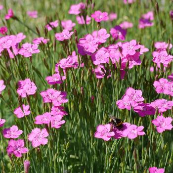 Dianthus deltoides - Heidenelke
