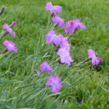 Dianthus gratianopolitanus - Pfingstnelke