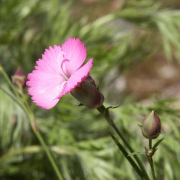 Dianthus sylvestris - Steinnelke