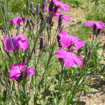 Dianthus seguieri - Buschnelke