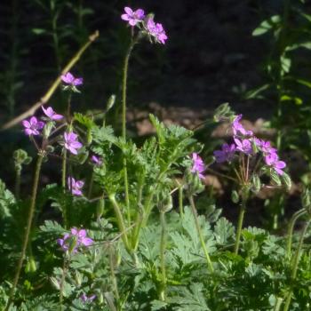 Erodium cicutarium - Reiherschnabel