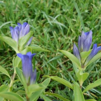 Preview: Gentiana cruciata - Kreuzenzian