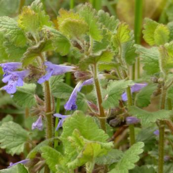 Glechoma hederacaea - Gundelrebe