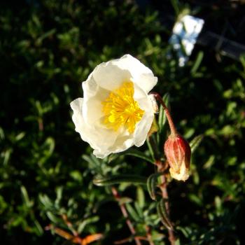 Helianthemum apenninum - weißes Sonnenröschen