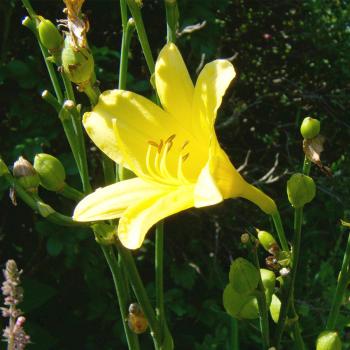 Hemerocallis minor - Kleine Taglilie