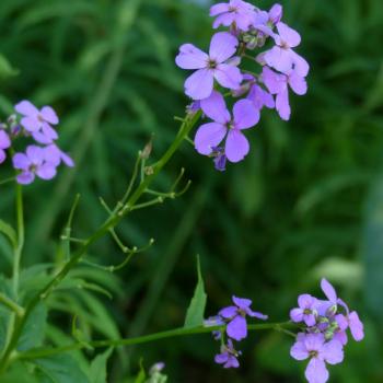 Hesperis matronalis - Nachtviole