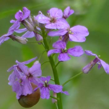 Hesperis matronalis - Nachtviole