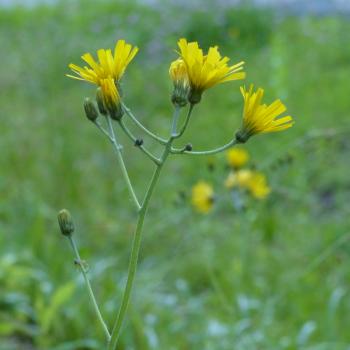 Hieracium sylvaticum - Waldhabichtskraut