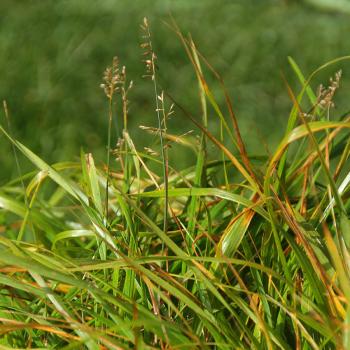Hierochloe australis - Mariengras