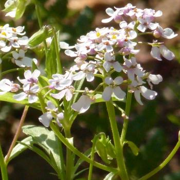 Iberis amara - Bittere Schleifenblume