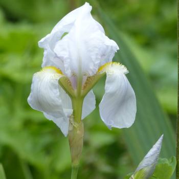 Iris germanica Florentina - Deutsche Schwertlilie