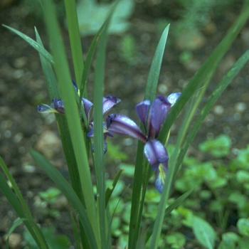 Iris graminea - Pflaumen-Iris