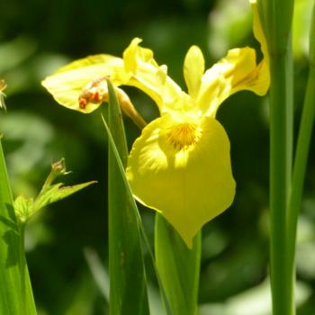 Iris pseudacorus - Gelbe Sumpfschwertlilie
