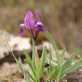 Iris pumila - Zwergschwertlilie