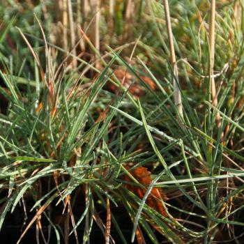 Koeleria glauca - Blaue Kammschmiele