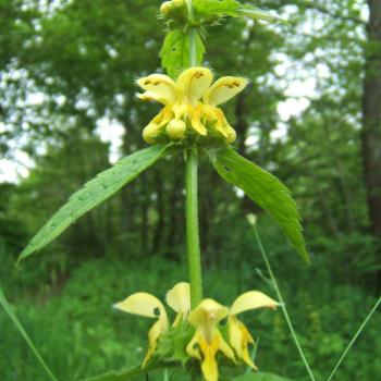 Lamium galeobdolon - Gelbe Taubnessel