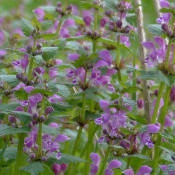 Lamium maculatum - Gefleckte Taubnessel