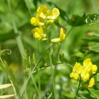 Lathyrus pratensis - Wiesenplatterbse